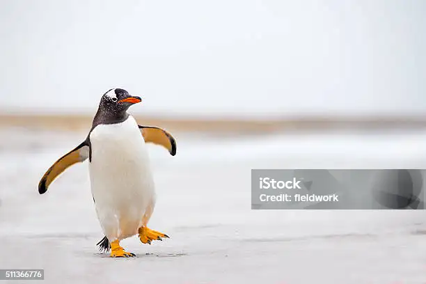 ペンギン写真